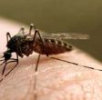 Почему комары любят женщин  