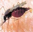 Чем вредны комары  